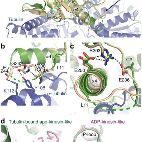 ADP-kinesin-like structure of nucleotide-free kinesin-1. (a)... | Download Scientific Diagram