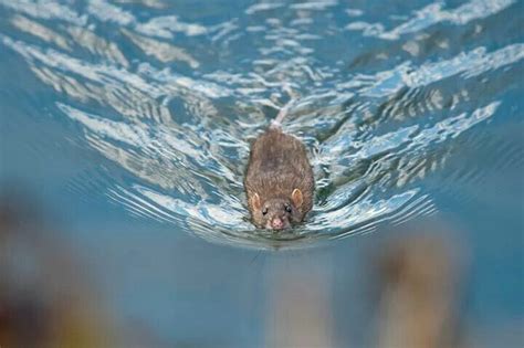 Swimmer | Cute rats, Miniature dogs, Pet rats