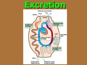 Types of wastes and the excretion process in the human | Science online