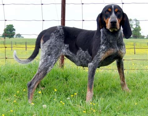 112 best images about Bluetick Coonhound on Pinterest | Kinds of dogs, Ticks and I want