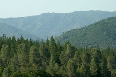 NatureMapping Habitat - Deciduous-conifer forest