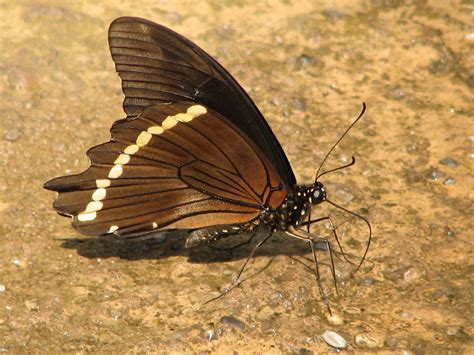 Butterfly Inside Cleveland Botanical Garden Glasshouse - C… | Flickr