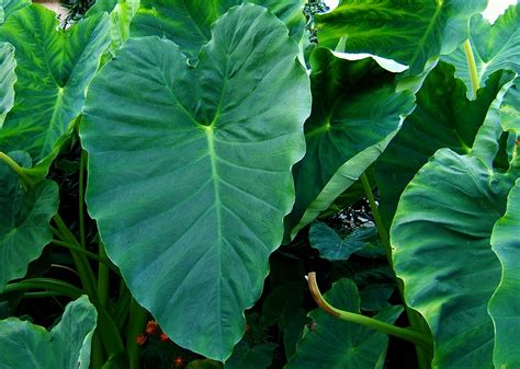 Taro (Colocasia esculenta) | Feedipedia