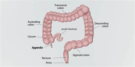 Appendix Facts, Functions of Appendix, Location and Pictures