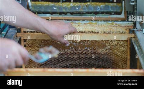 Honey extraction process Stock Videos & Footage - HD and 4K Video Clips ...