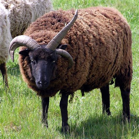 TIL there's a breed of sheep with 2-3 sets of horns : todayilearned