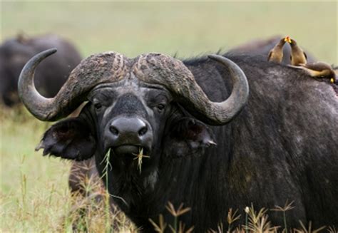 Cape Buffalo Hunting