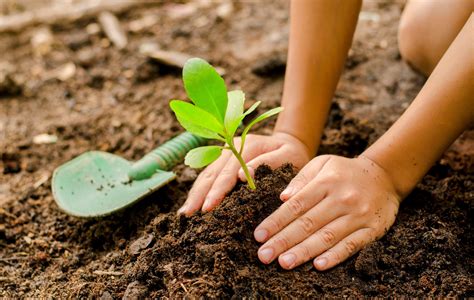 Initiatives to plant billions of trees threatened by seedling ...