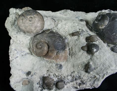 Gastropod Fossils For Sale - FossilEra.com