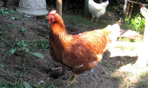 14 Ways Backyard Chickens Will Save Your Garden