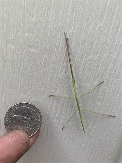 A baby stick bug I found outside my front door : r/awwnverts