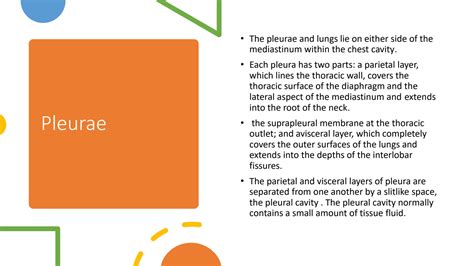 SOLUTION: Anatomy of lung and pleurae - Studypool