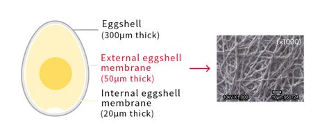 Eggshell Membrane | Fine Chemicals | kewpie