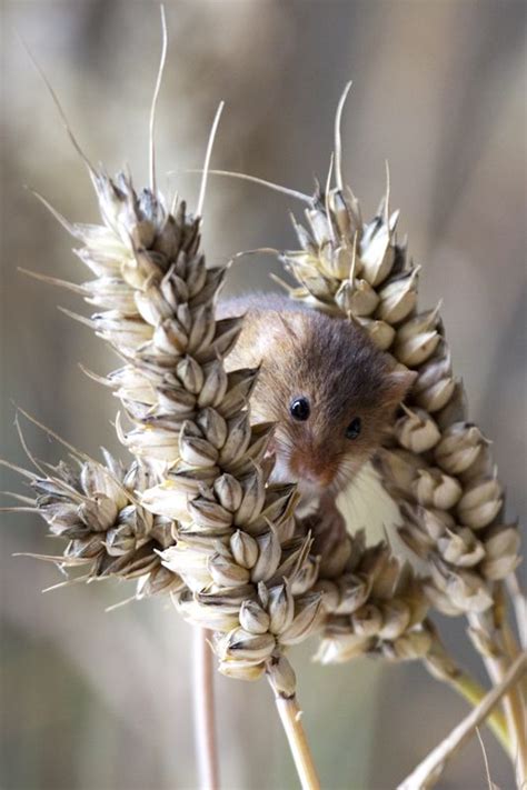 Field Mouse 1 | Ben Bailey | Flickr Hamsters, Rodents, Animals And Pets, Baby Animals, Cute ...