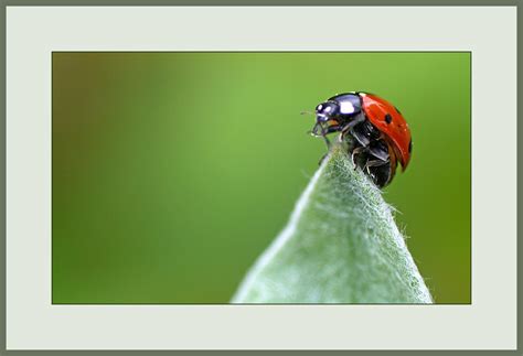 Wallpaper : insect, Beetle, ladybird, makro, natur, rot, updatecollection, close up, macro ...