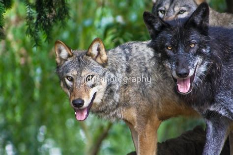 "Pack of Timber Wolves ........" by jdmphotography | Redbubble