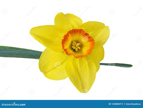 Narcissus Flower Isolated on a White Stock Image - Image of beautiful, flower: 125886911