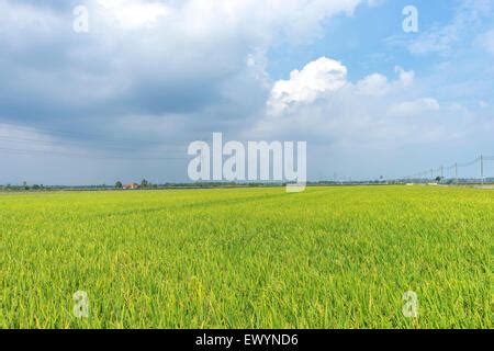 Paddy field ripe for harvest at Sekinchan, Malaysia Stock Photo - Alamy