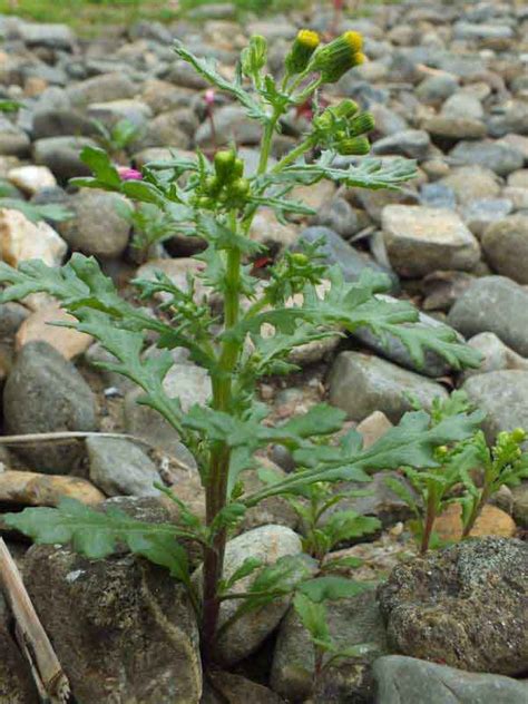 Senecio vulgaris, Groundsel: identification, distribution, habitat