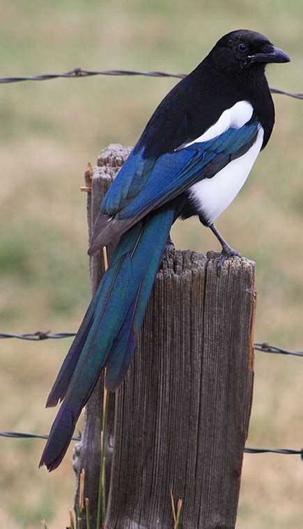 Black-billed Magpie : Minnesota Breeding Bird Atlas