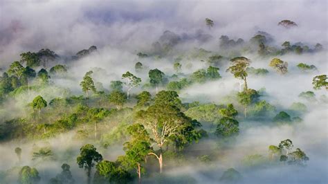 Borneo Rainforest – Bing Wallpaper Download