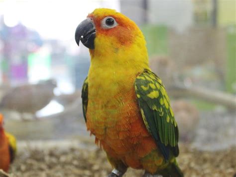 Sun Conure-BIRD-Male-GREEN, YELLOW, RED-2154066-Petland Carriage Place