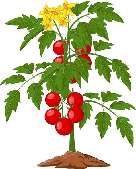 Cartoon tomato plant isolated on white illustration 8605069 Vector Art ...