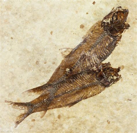 Multiple Knightia Fossil Fish - Wyoming For Sale (#60798) - FossilEra.com