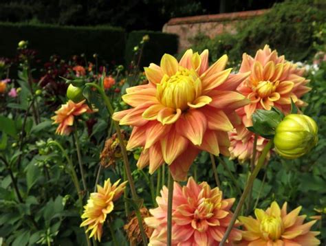 Dahlia - planting and care from spring to winter, varieties and types