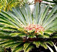 Cycads Wanneroo - Tropical Cycad Nursery, Mature Tropical Cycads