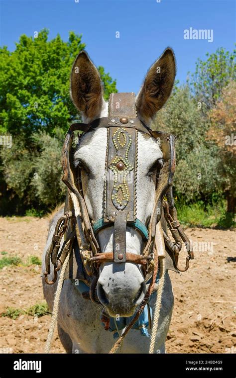 Hybrid donkey hi-res stock photography and images - Alamy