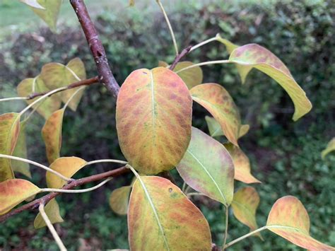 Pear disease? Pear deficiency? - General Fruit Growing - Growing Fruit