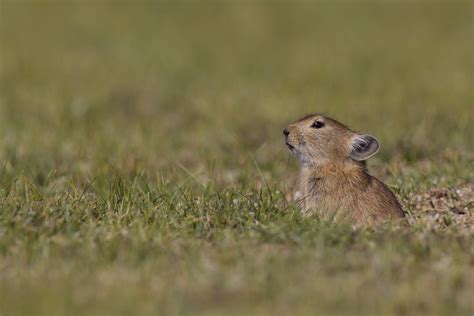 Plateau Pika - Ochotona curzoniae | The Plateau Pika - Ochot… | Flickr