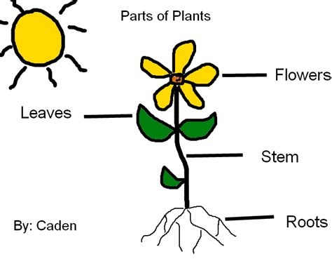 Parts of a Plant for Kids - TeaganjoysCollins