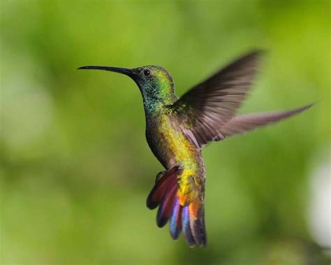 Trinidad: The Land Of The Hummingbirds | Tobago, Trinidad and tobago, Trinidad