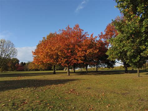 Autumn in Green Park London | London park, Green park, London