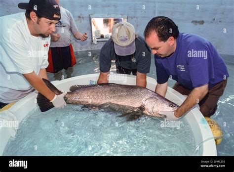 totoaba or totuava, Totoaba macdonaldi, threatened species, due to overfishing, poaching, and ...