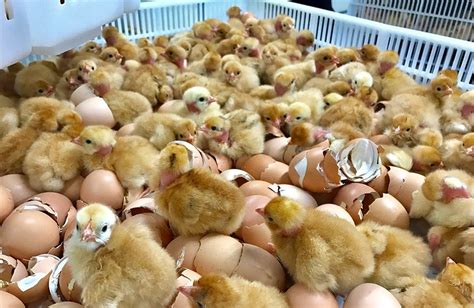 Increasing Finances Through Egg Hatchery Business (1)