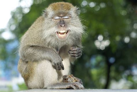 30 Monkey Puns and Jokes That Are Ape-solutely Hilarious