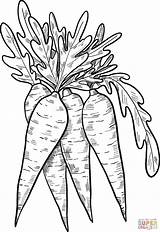 Carrots coloring Page  Free Printable Coloring Pages sketch template