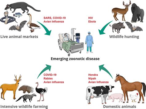 Frontiers | Emerging Zoonotic Diseases: Should We Rethink the Animal–Human Interface?