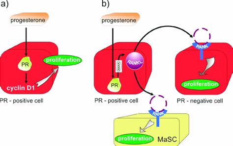 Progesterone (P4)/progesterone receptor (PR) signaling and RANK/RANKL... | Download Scientific ...