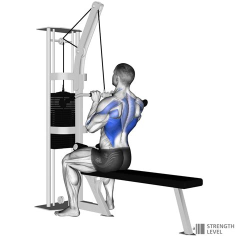 Close Grip Lat Pulldown Standards for Men and Women (kg) - Strength Level