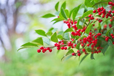 18 Species of Holly Plants