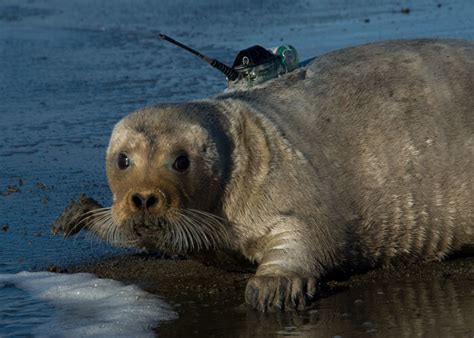 Comment to support critical habitat designations for ringed and bearded seals — Alaska Wildlife ...