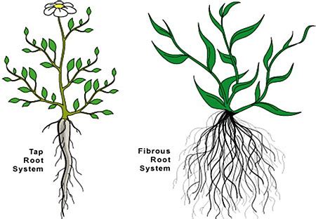 Taproot Vs Fibrous Root System