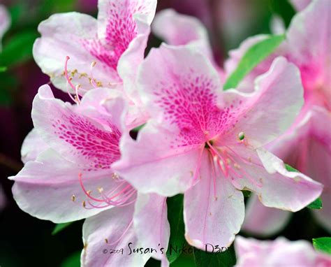 212: Free Azalea Flower Images