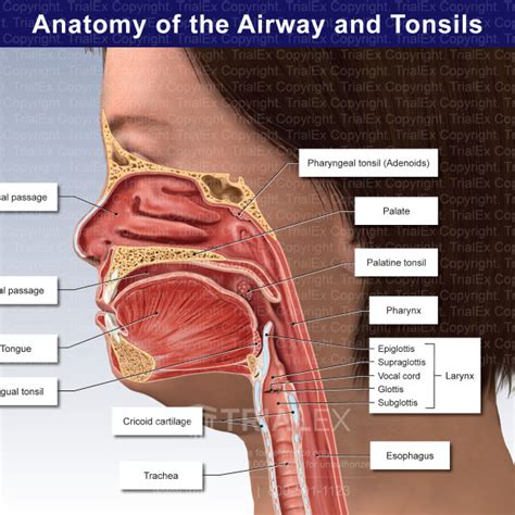 Anatomy of the Airway and Tonsils - TrialQuest Inc.