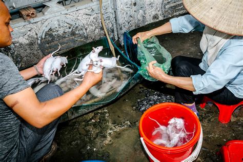 In Vietnam, rats are a popular food—here’s why.