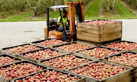 Biosecurity essentials: orchard harvest outputs - Get Regional